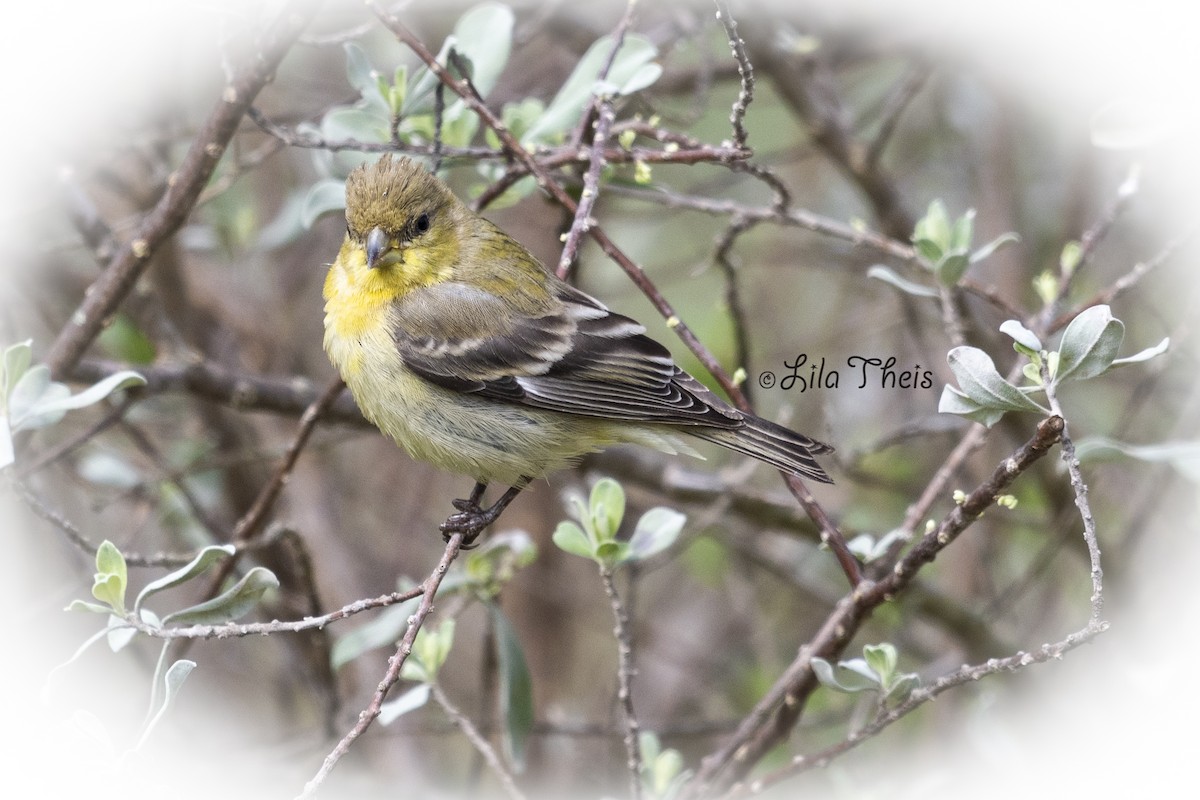 Lesser Goldfinch - Lila Theis