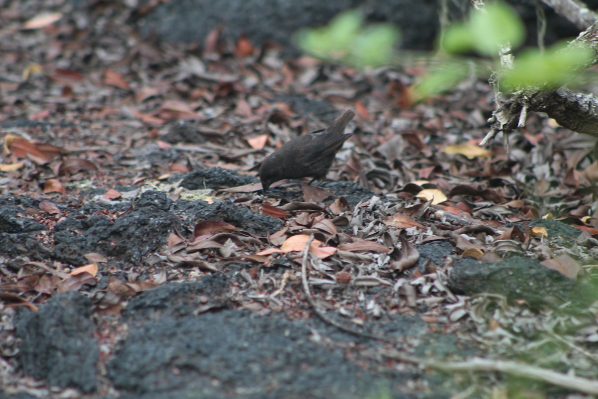 Small Ground-Finch - Kyler Mose