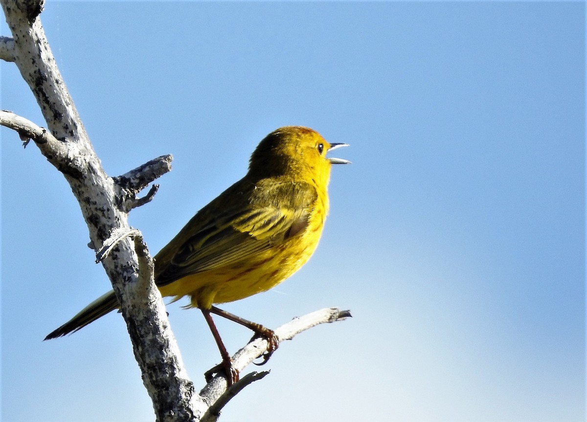 Yellow Warbler - José A. Colón López