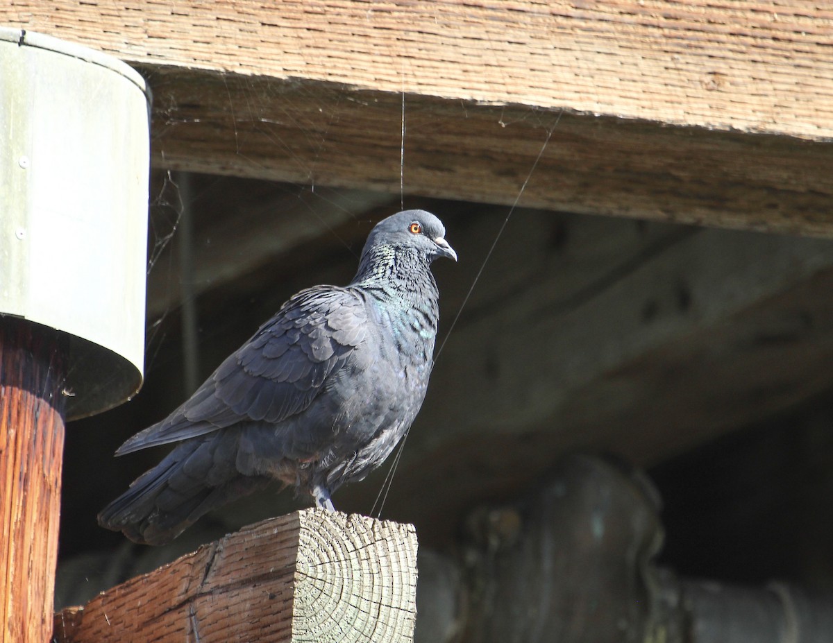 Rock Pigeon (Feral Pigeon) - ML147741961