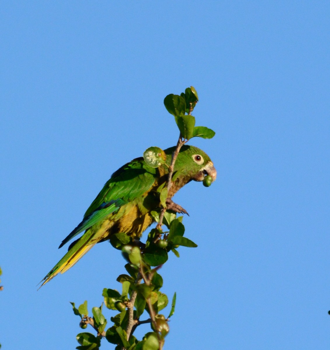Olive-throated Parakeet - ML147742671