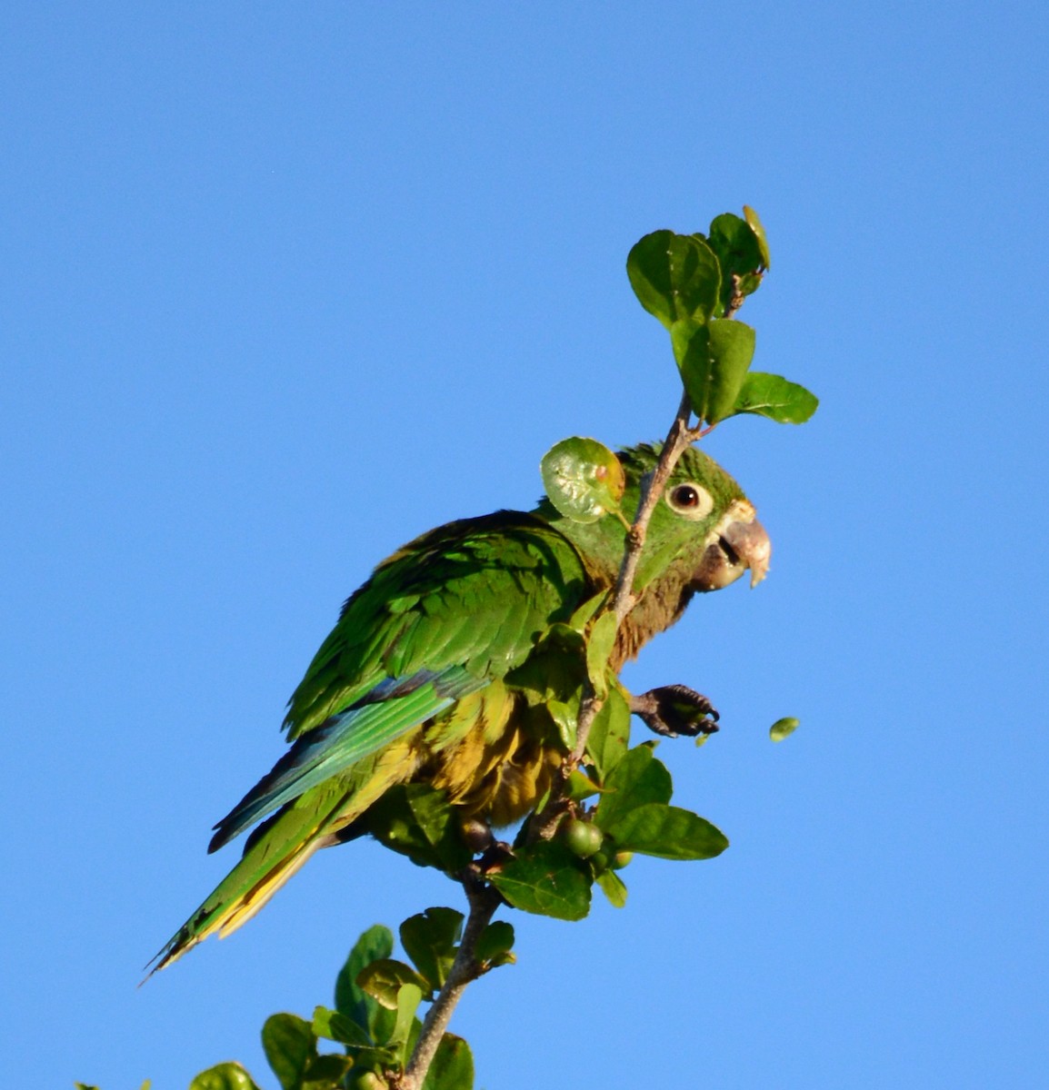 Olive-throated Parakeet - Ryan Treves