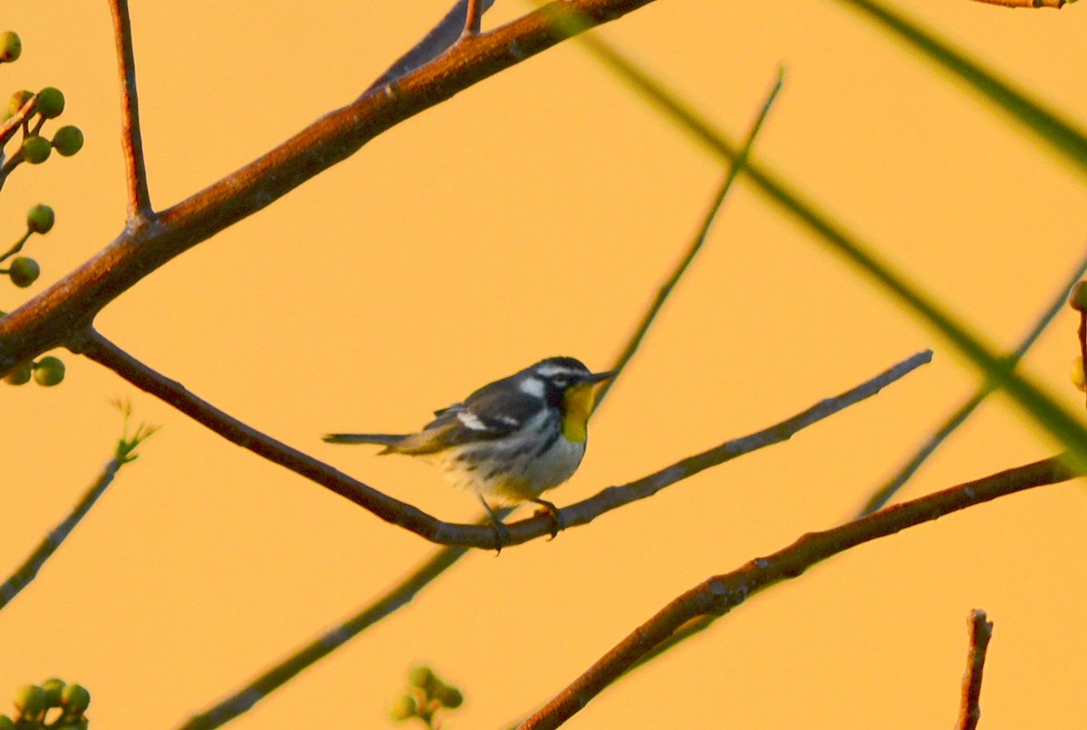 Yellow-throated Warbler - Ryan Treves