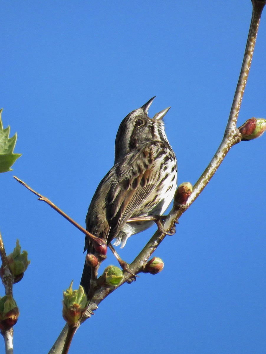 Song Sparrow (heermanni Group) - Michael Long
