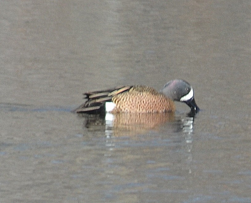 Blue-winged Teal - ML147749451