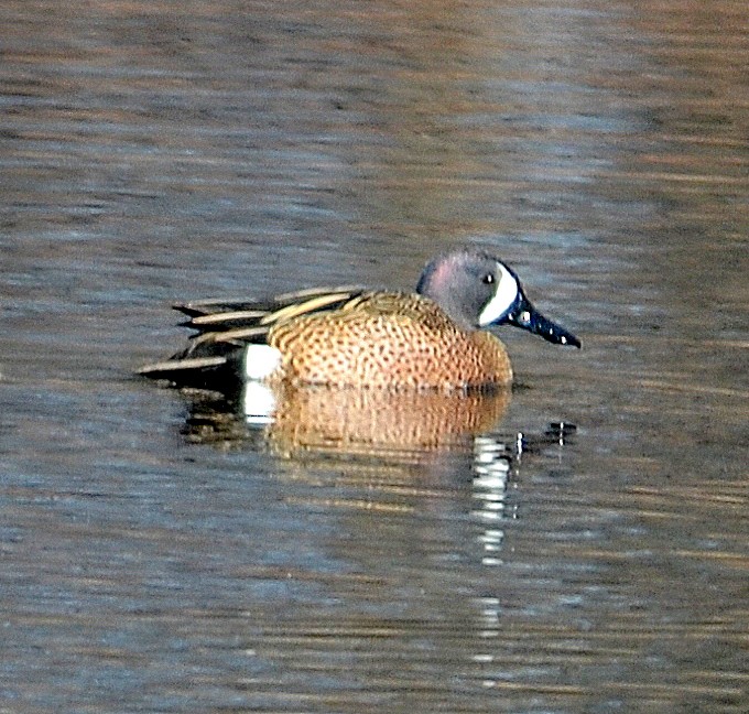 Blue-winged Teal - ML147749481