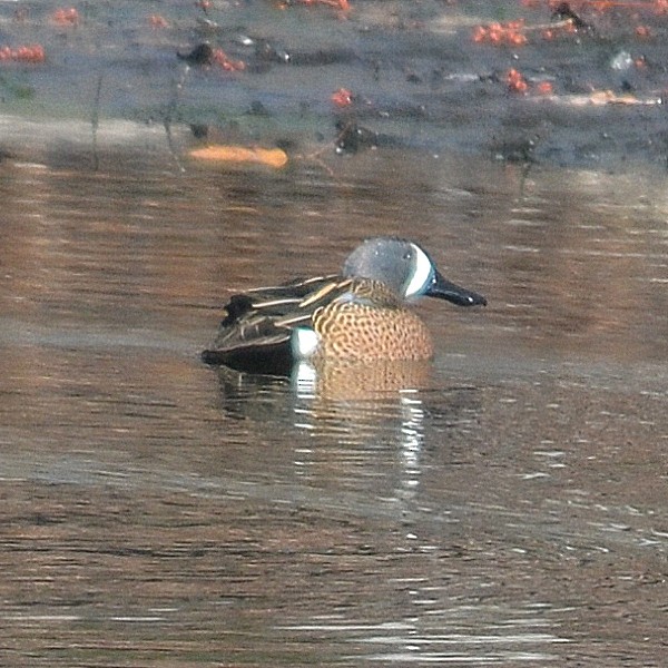 Blue-winged Teal - ML147749501