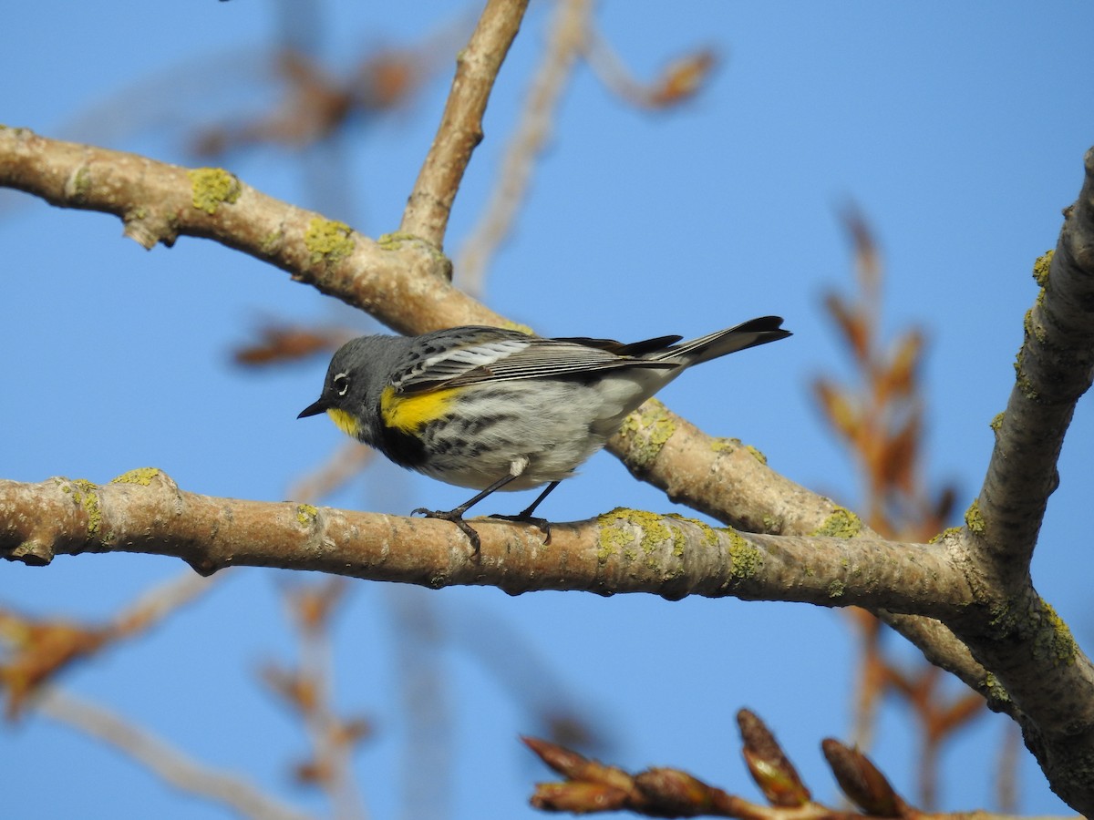 Yellow-rumped Warbler (Audubon's) - Neill Vanhinsberg
