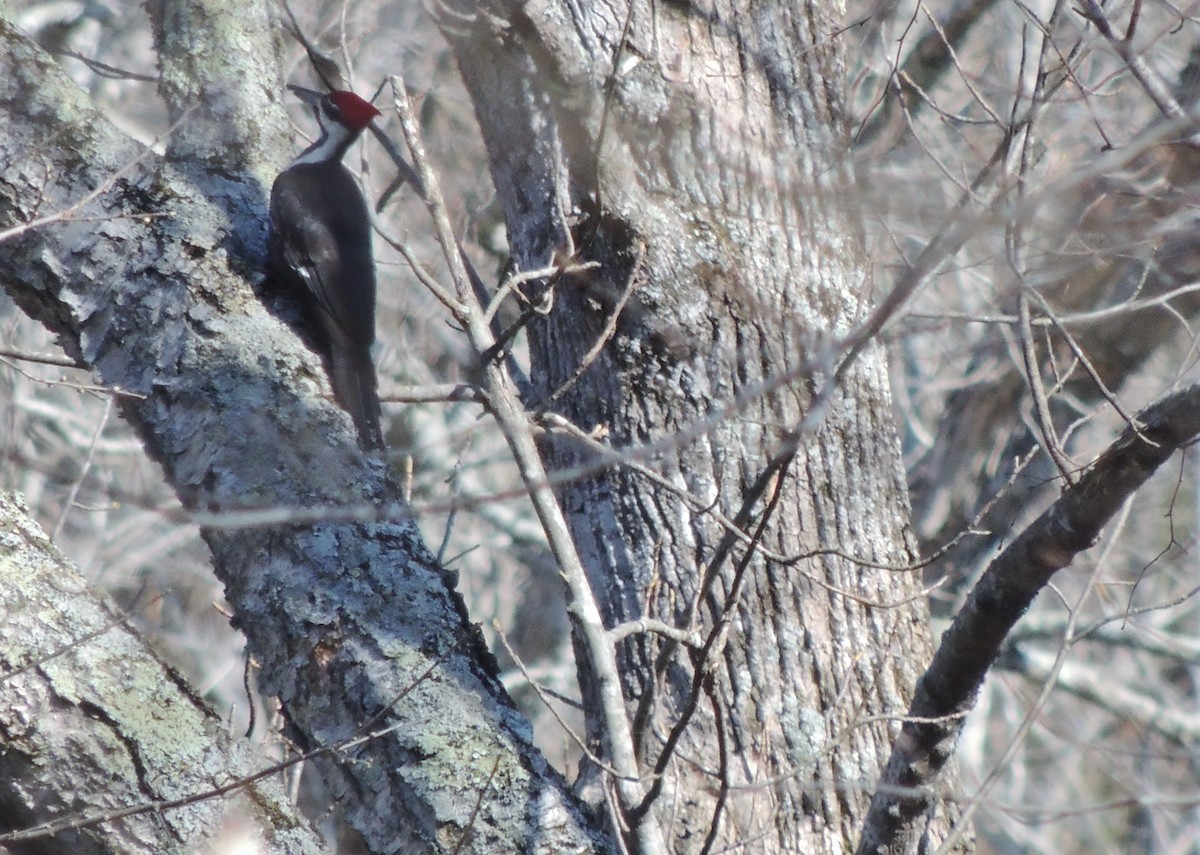 Pileated Woodpecker - ML147753031