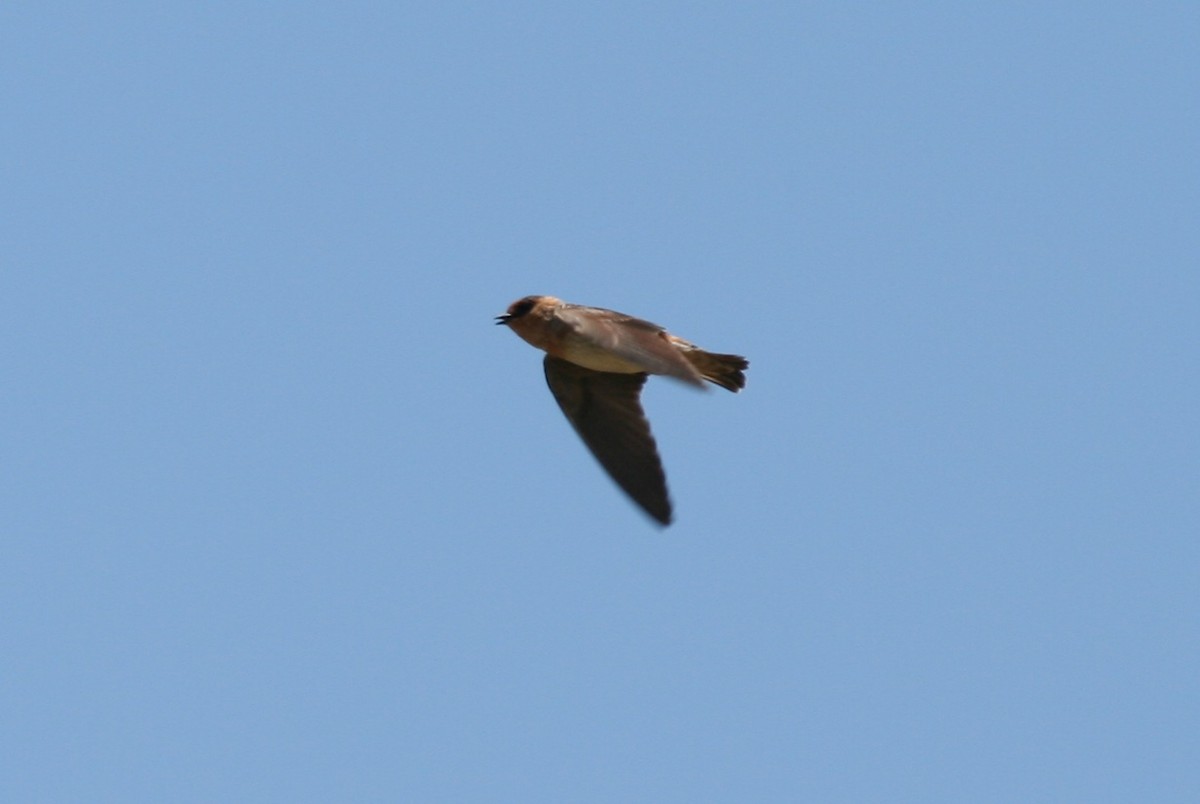 Cave Swallow - ML147755981