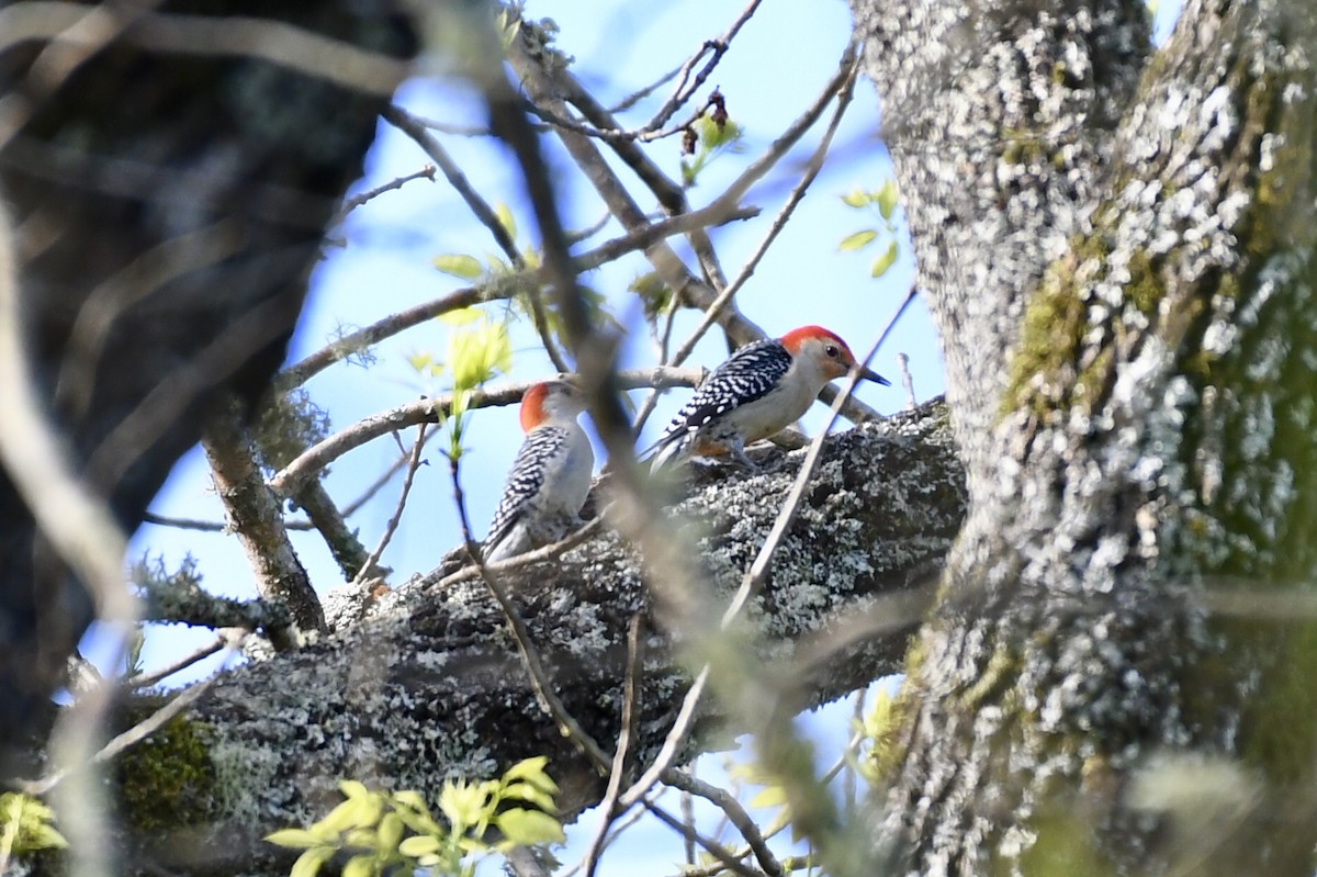 Red-bellied Woodpecker - ML147756381