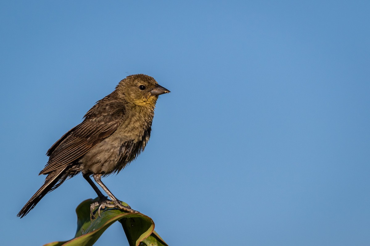 Chestnut-capped Blackbird - Eden Fontes