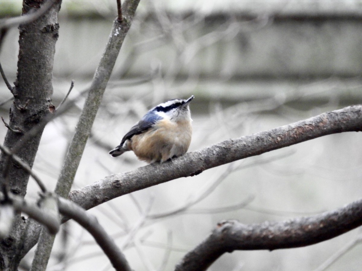 Red-breasted Nuthatch - ML147758831