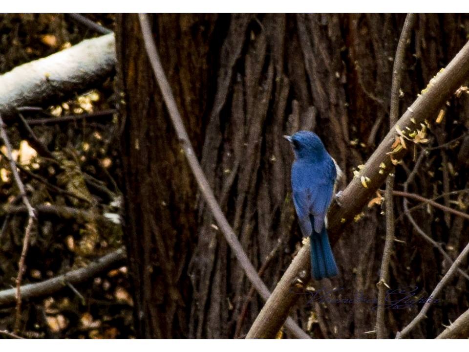 Tickell's Blue Flycatcher - Virendra Gupta