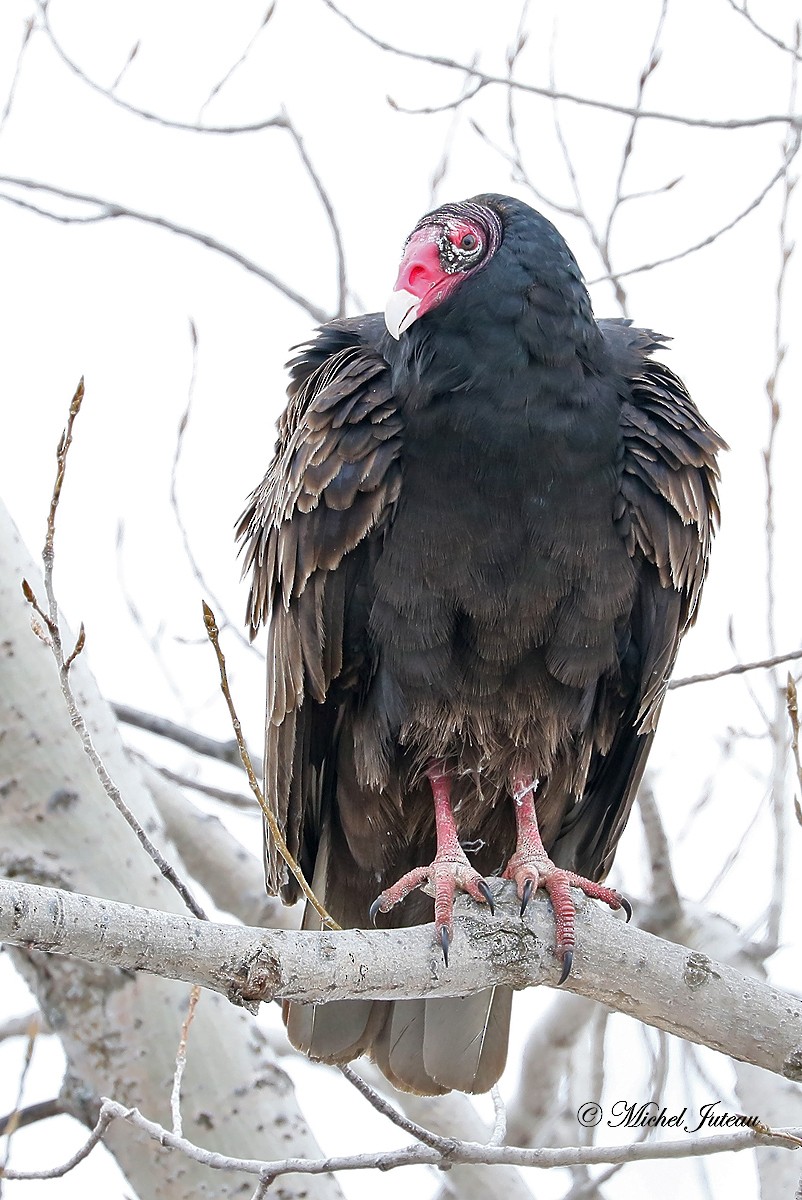Turkey Vulture - Michel Juteau
