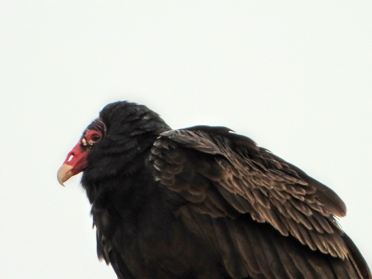 Turkey Vulture - Ronnie Clark