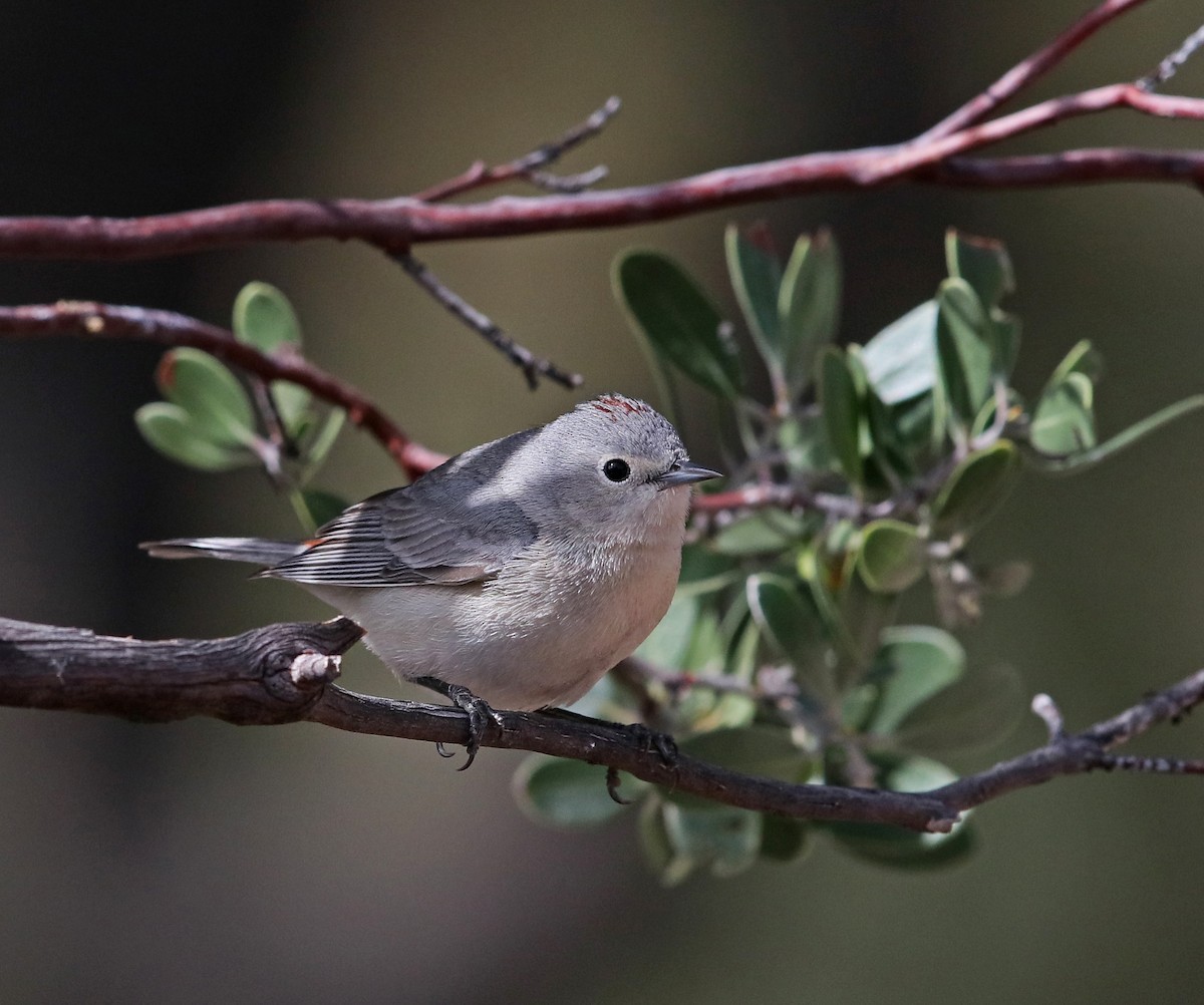 Lucy's Warbler - Larry Sirvio