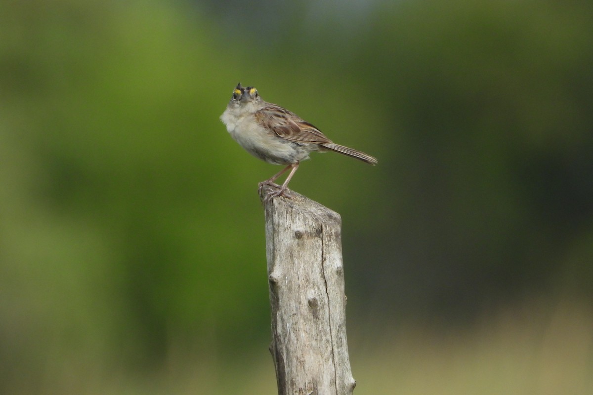 Grassland Sparrow - Ricardo Battistino