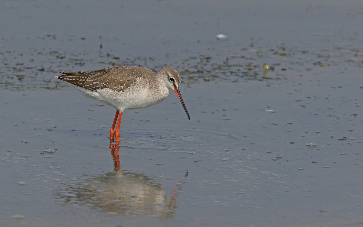 Spotted Redshank - ML147770431