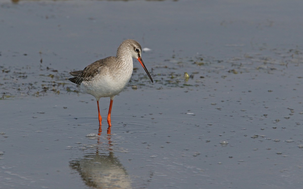 Spotted Redshank - ML147770461