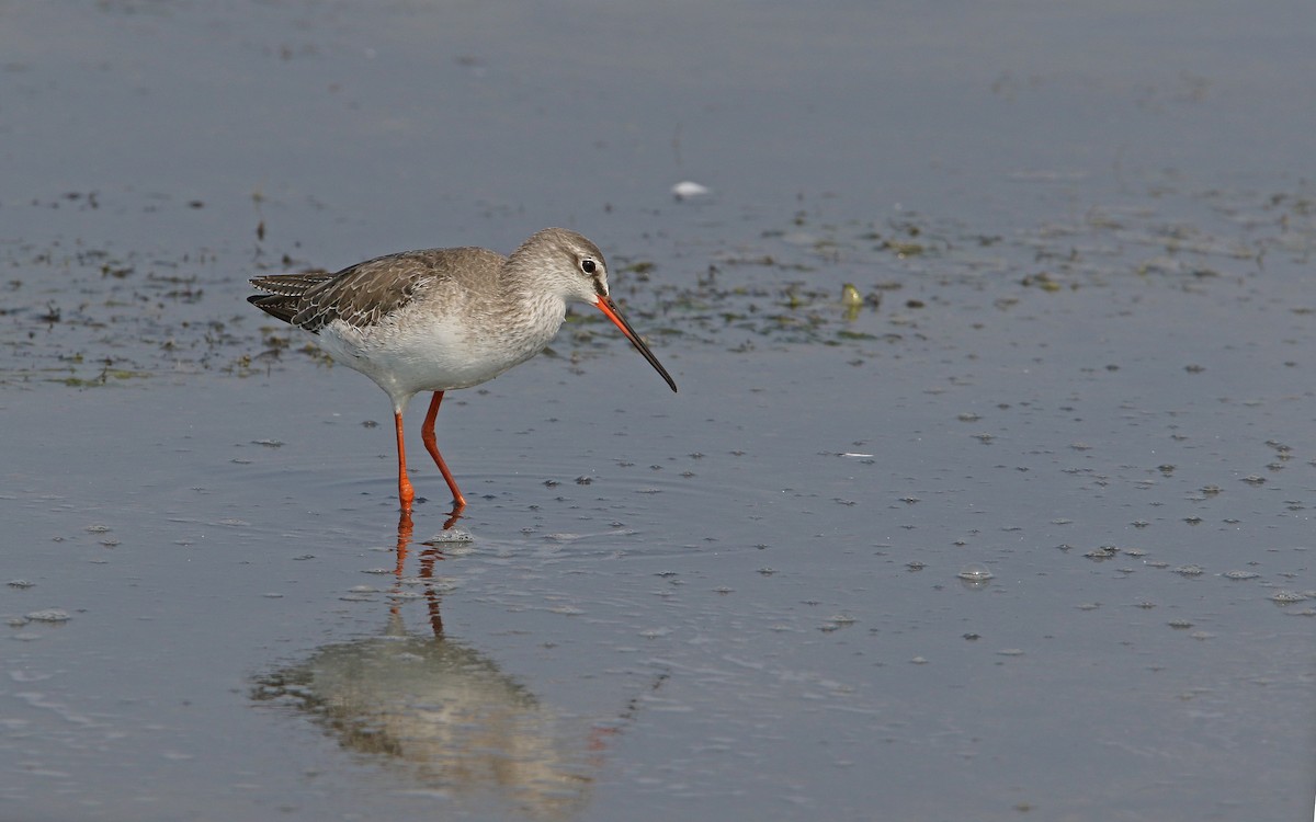 Spotted Redshank - ML147770481
