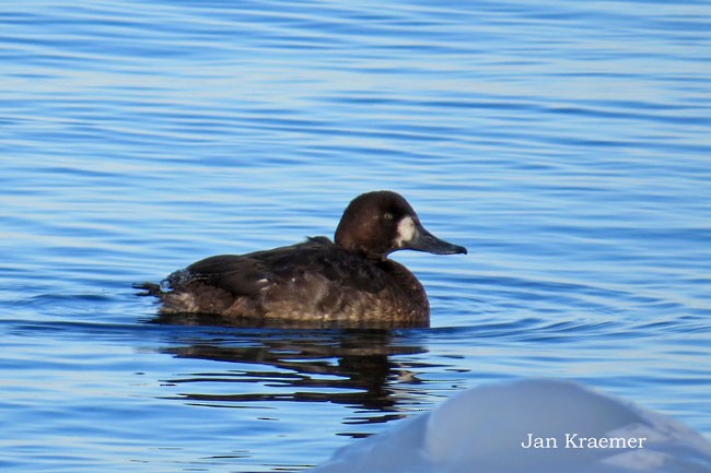 Greater Scaup - ML147774881
