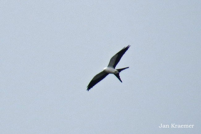 Swallow-tailed Kite - Larry & Jan Kraemer
