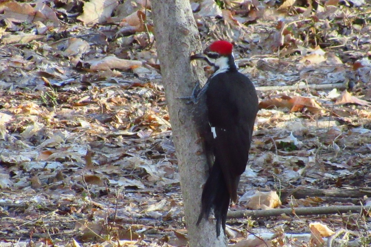 Pileated Woodpecker - ML147776031