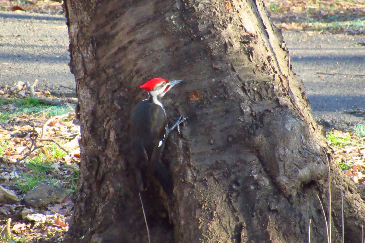 Pileated Woodpecker - ML147776101