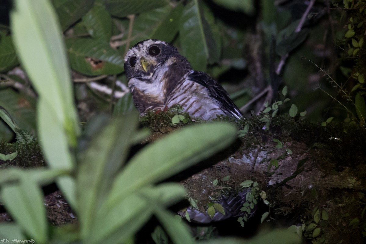Band-bellied Owl - ML147778441