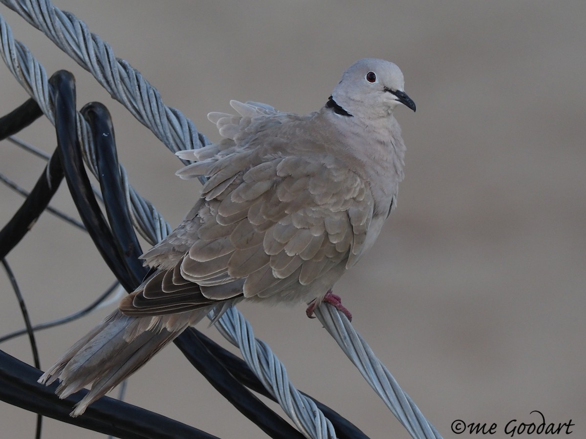Eurasian Collared-Dove - Mary Goodart