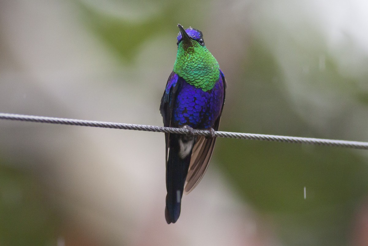 Crowned Woodnymph (Colombian Violet-crowned) - Michael Todd