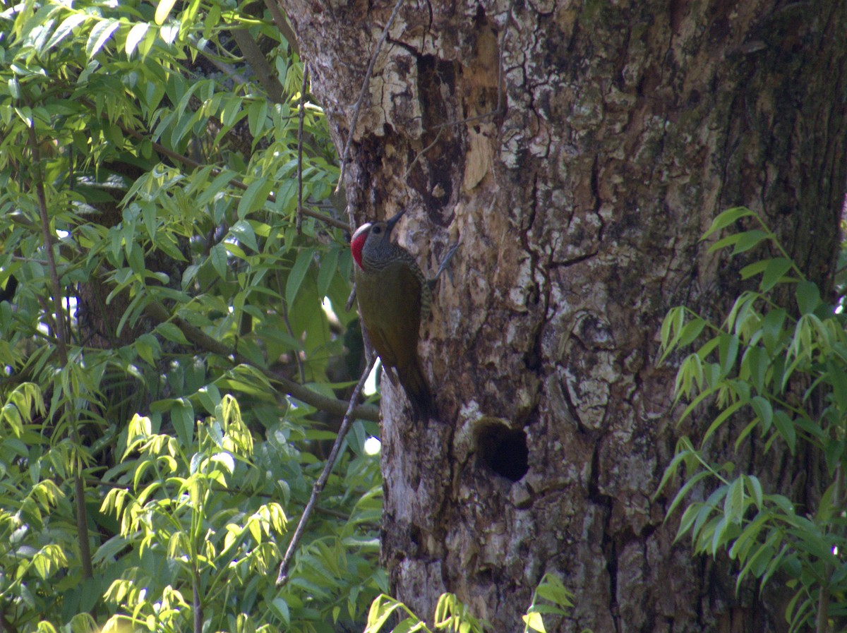 Golden-olive Woodpecker (Bronze-winged) - Gustavo Contreras Cuevas