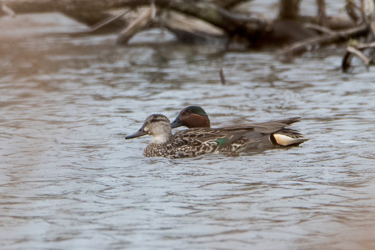 Green-winged Teal - Sue Barth