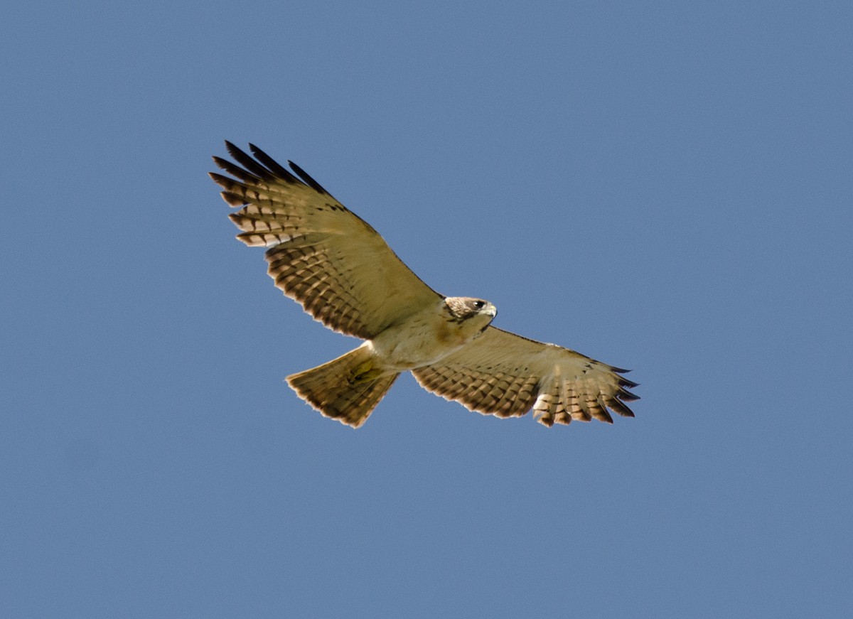 Short-tailed Hawk - ML147787071