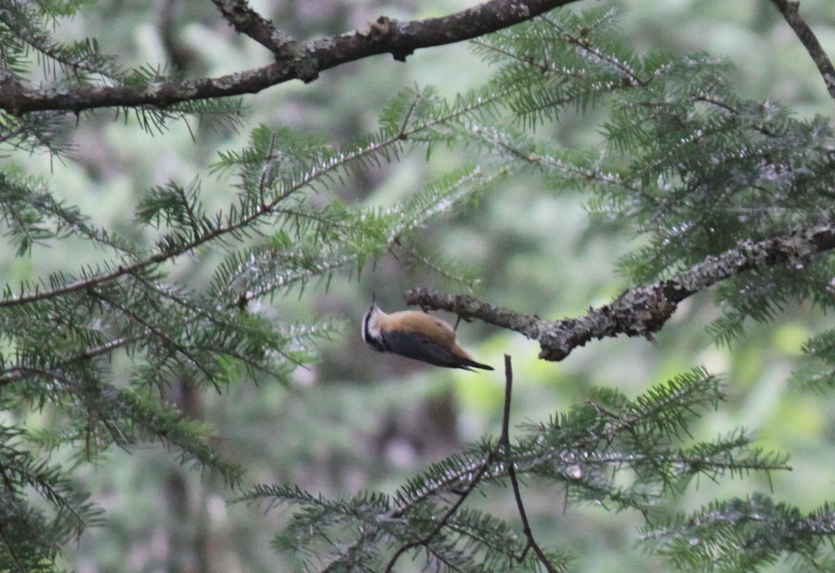 Red-breasted Nuthatch - ML147787781