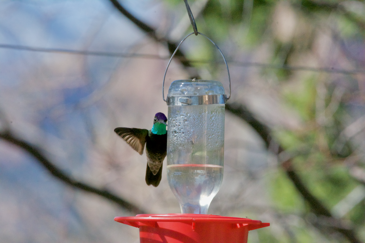 Rivoli's Hummingbird - ML147789071