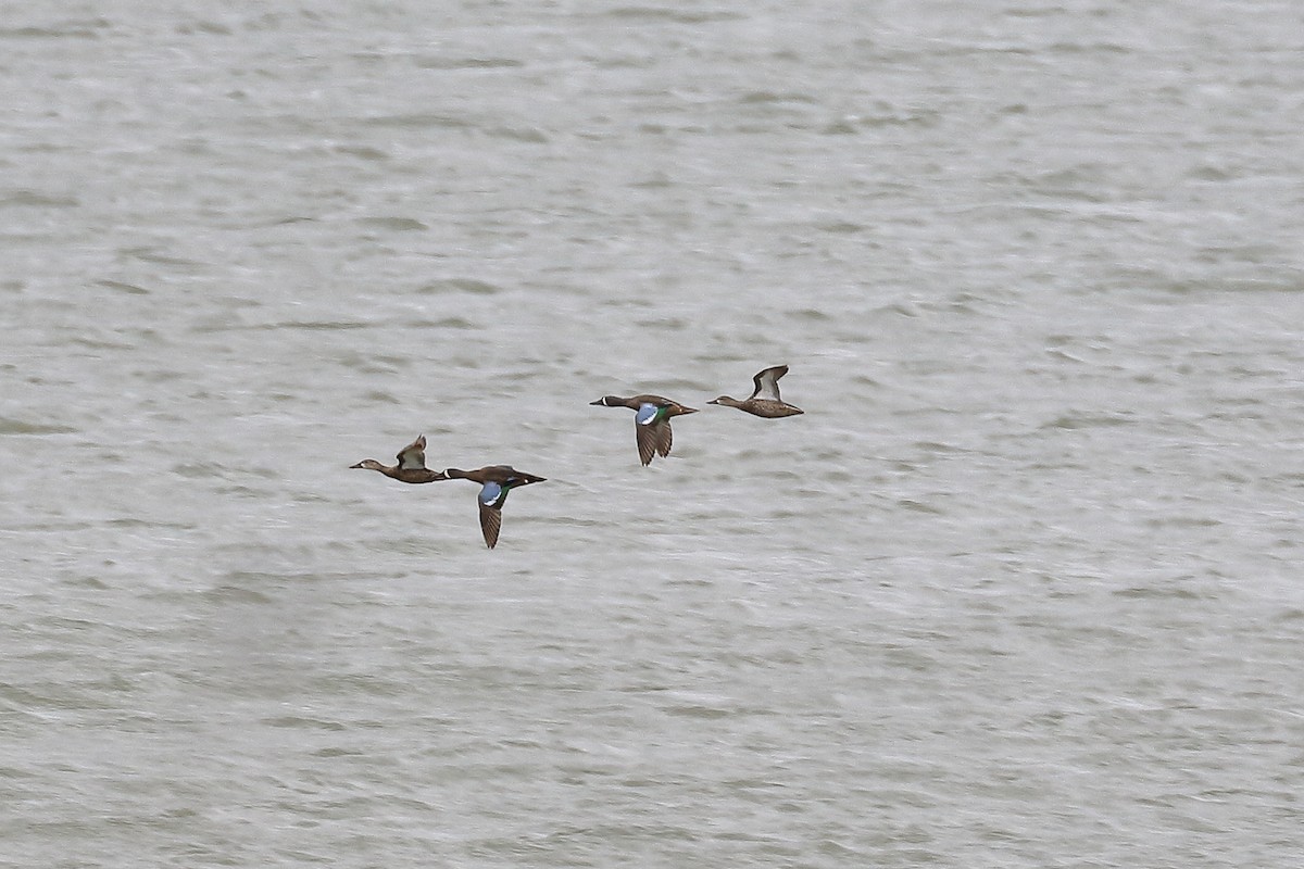 Blue-winged Teal - ML147790551
