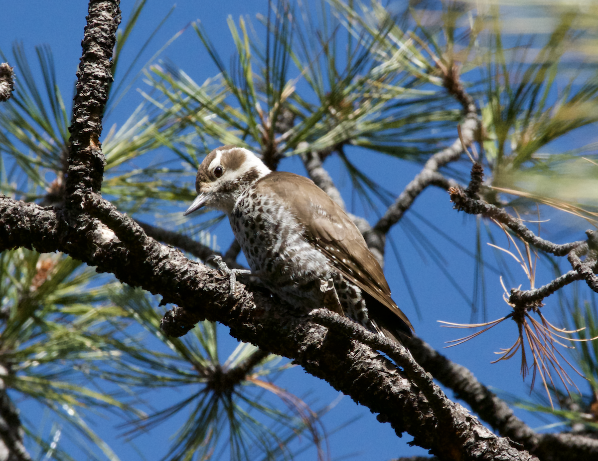 Arizona Woodpecker - Philip Georgakakos