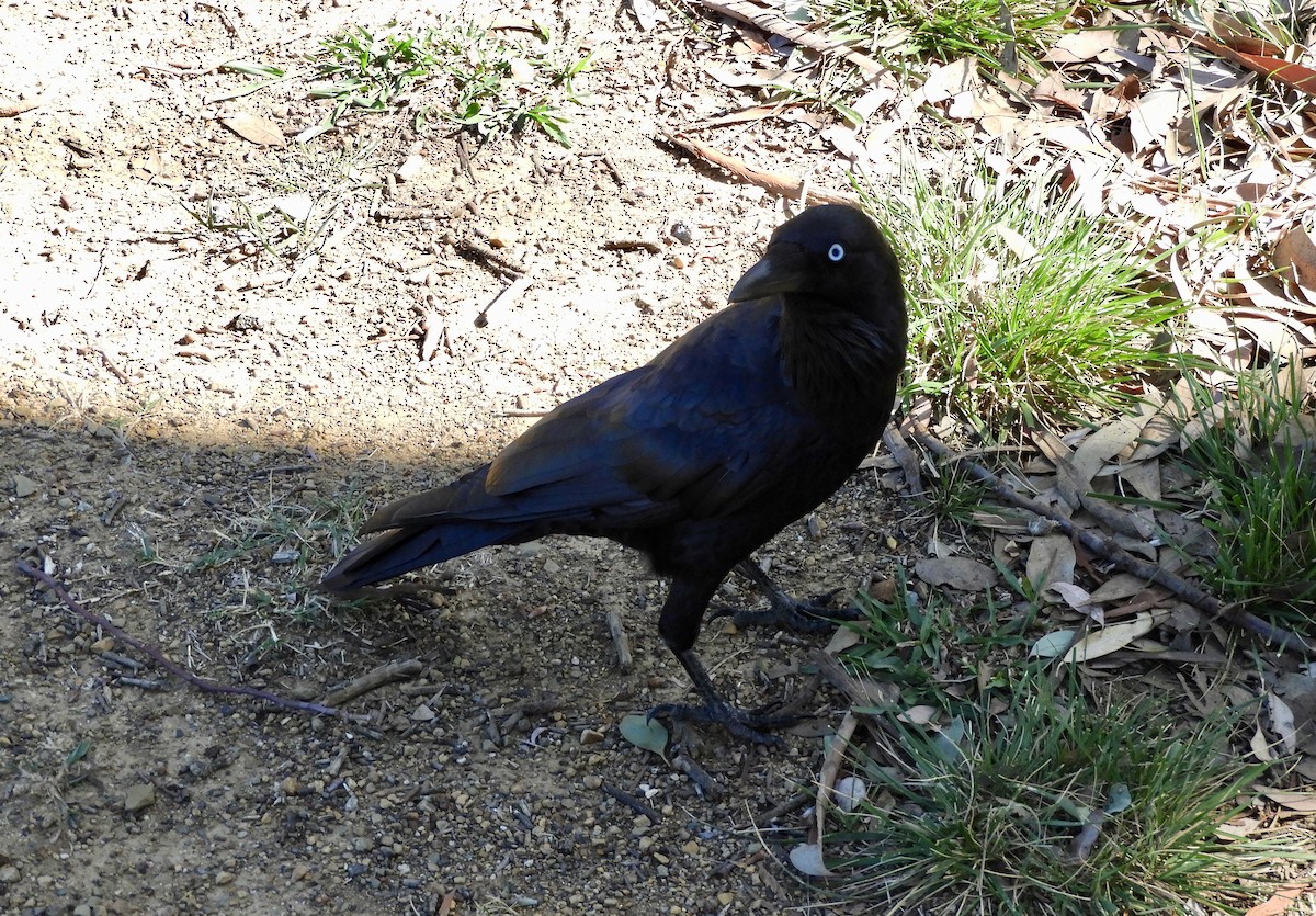 Australian Raven - Anonymous