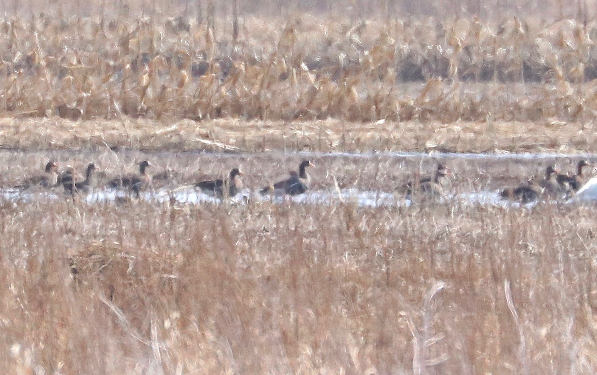 Greater White-fronted Goose - ML147794841