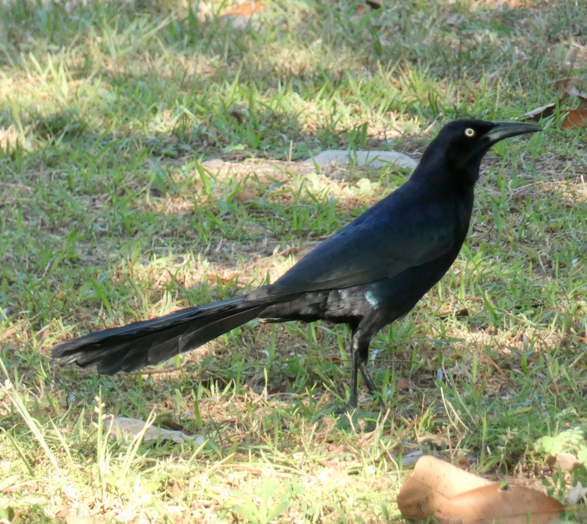 Great-tailed Grackle - Gary Byerly