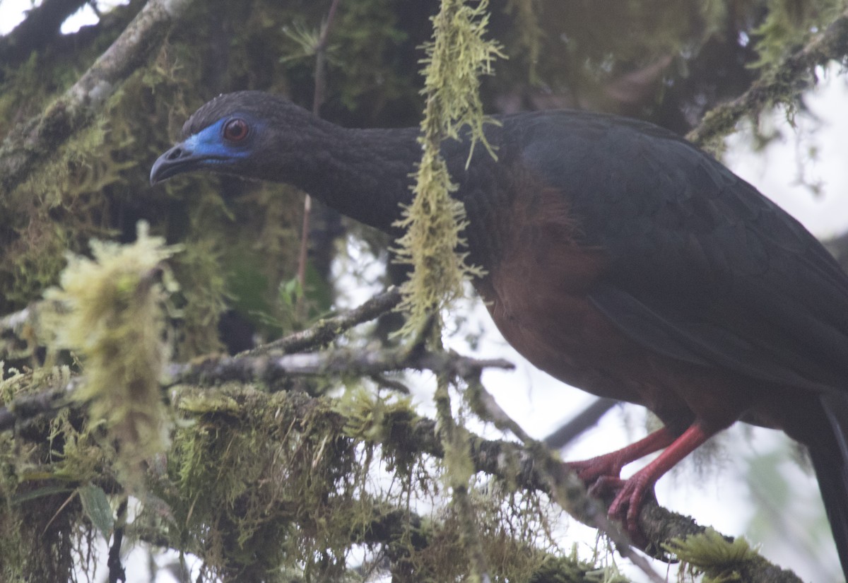 Sickle-winged Guan - ML147796131