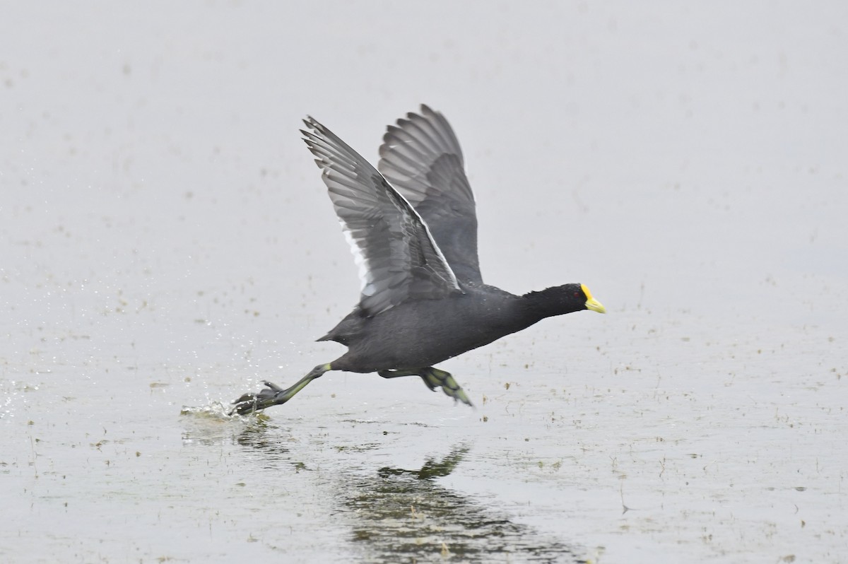 White-winged Coot - ML147798501