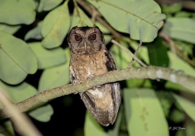 スンダオオコノハズク Ebird