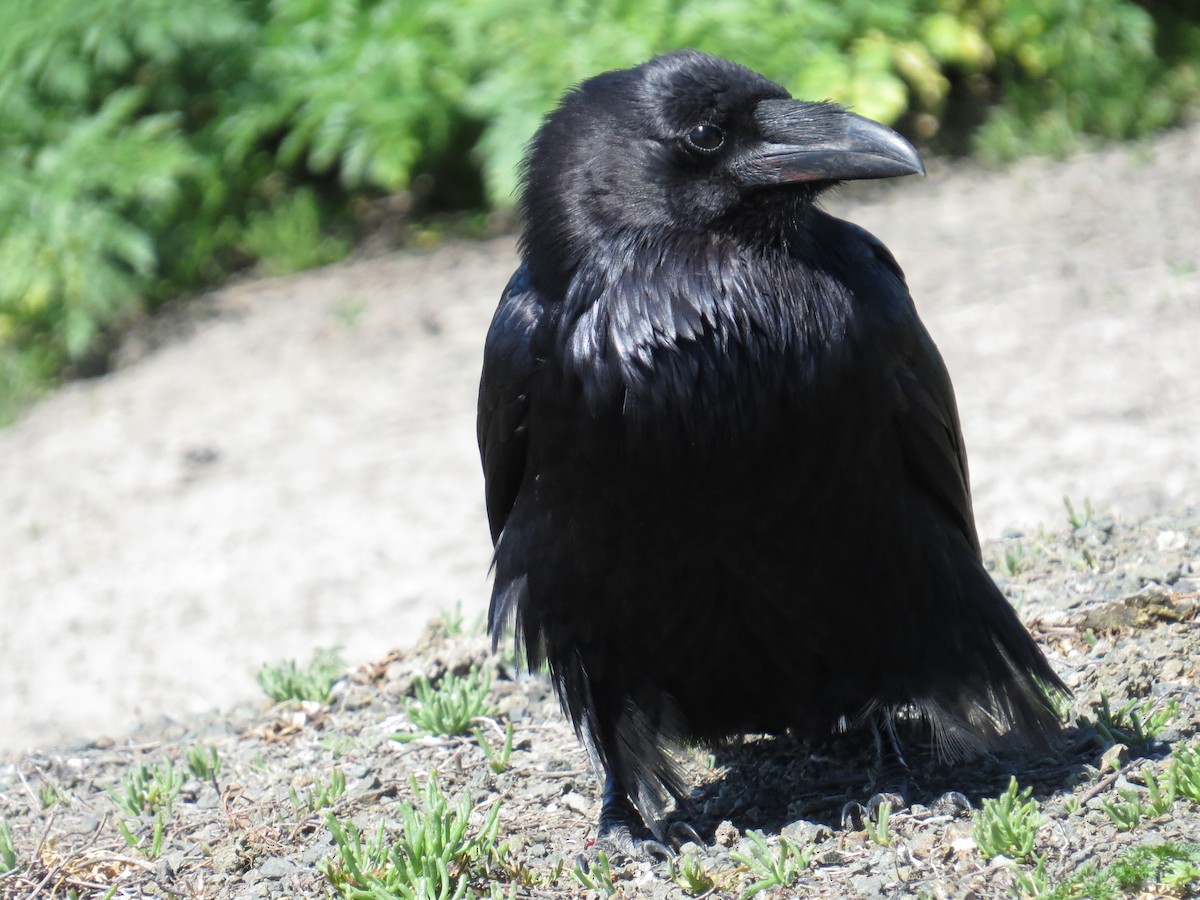 Common Raven - Kirk LaGory