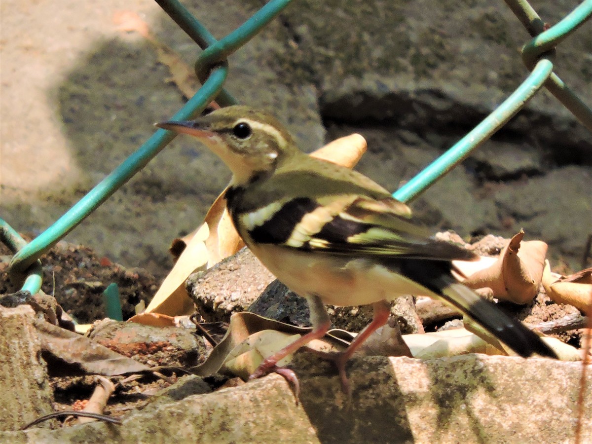 Forest Wagtail - ML147812671