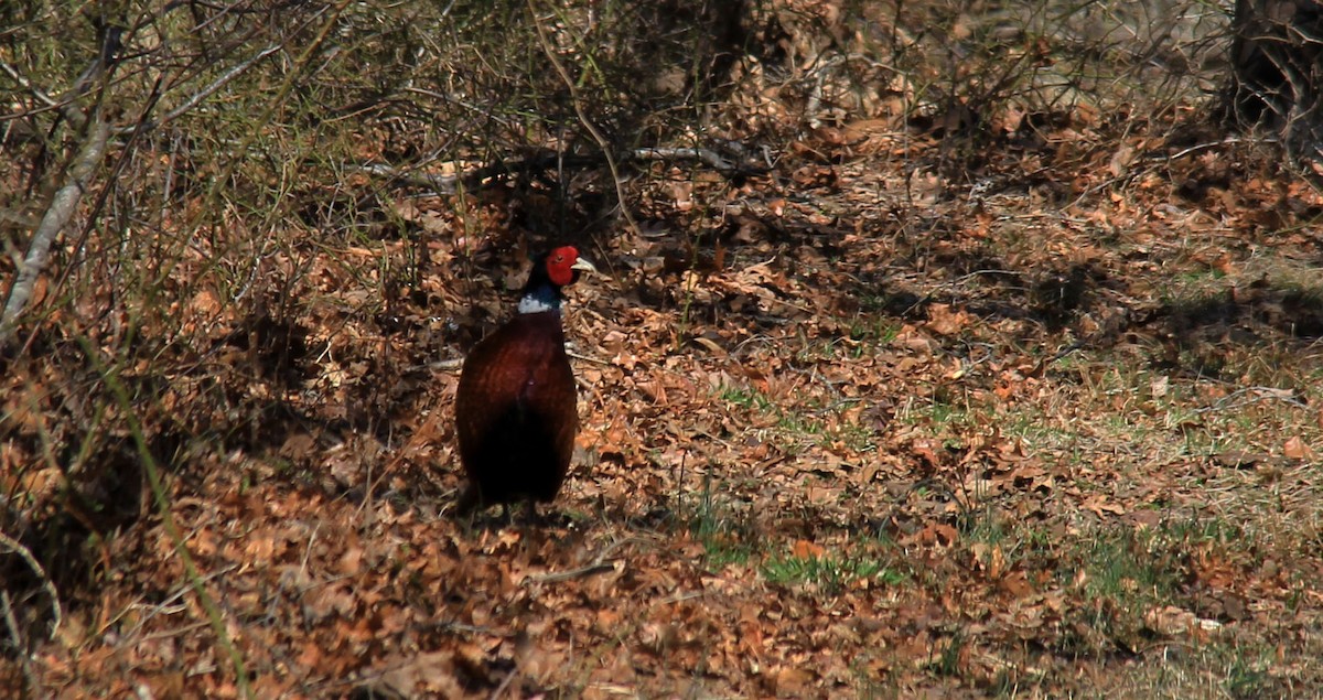 Ring-necked Pheasant - ML147813791