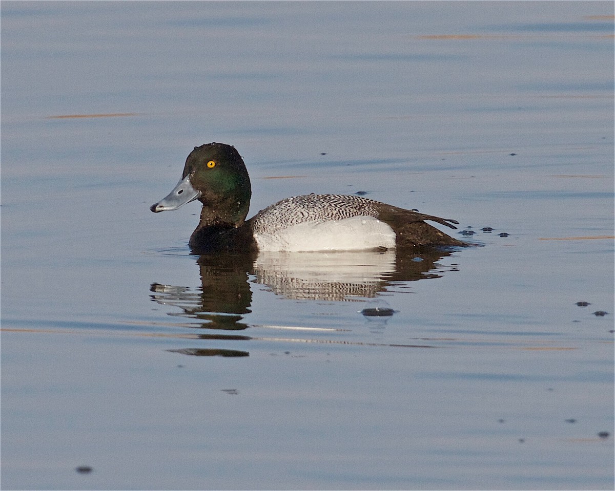 Greater Scaup - ML147821461