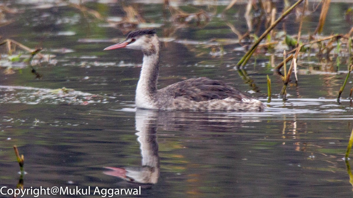 Great Crested Grebe - ML147821651
